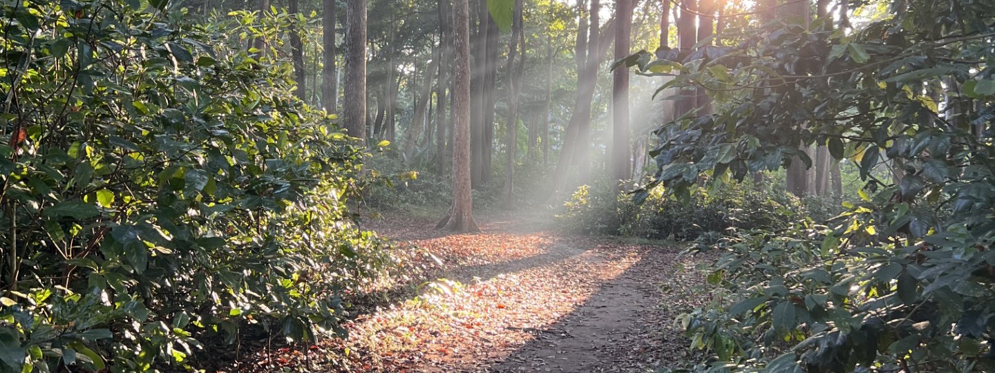 Forest path — see the forest through the trees